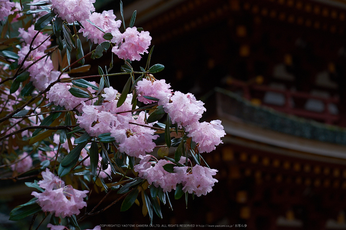 室生寺,石楠花(DSCF6088,F2,56mm)2014yaotomi_.jpg