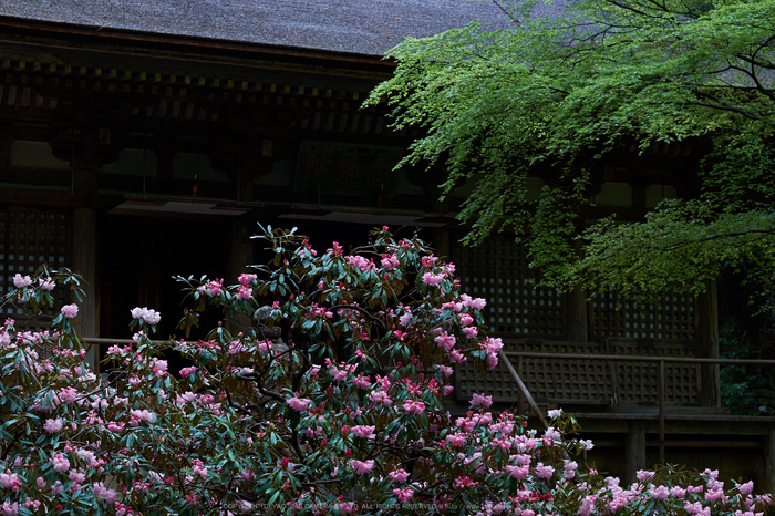 室生寺,石楠花(DSCF6101,F4,56mm)2014yaotomi_.jpg