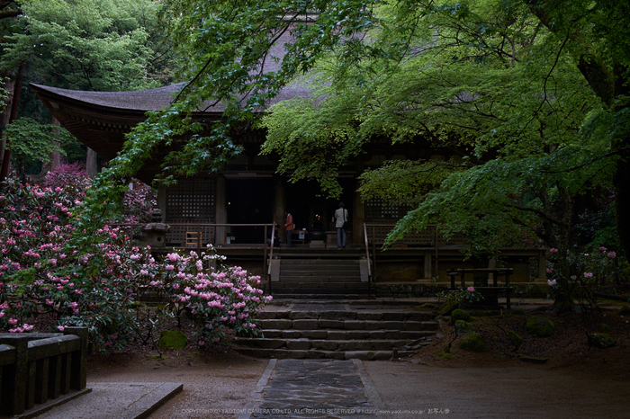 室生寺,石楠花(DSCF6114,F9,25.4mm)2014yaotomi_.jpg