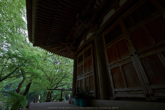 室生寺,石楠花(DSCF6128,F9,10mm)2014yaotomi_.jpg