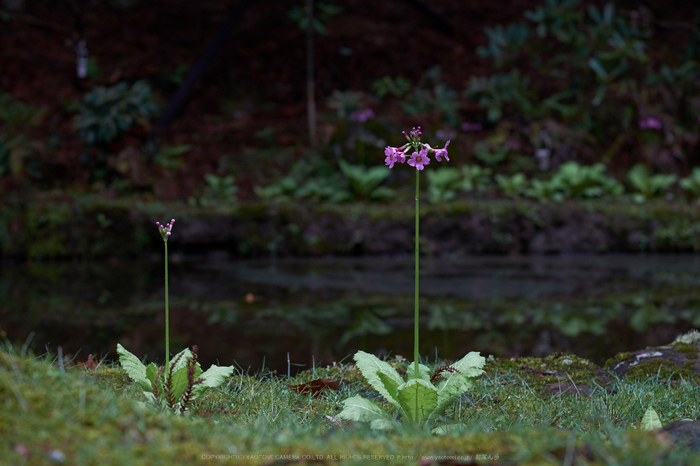 室生寺,石楠花(DSCF6134,F5.6,70.5mm)2014yaotomi_.jpg