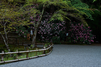 室生寺,石楠花(DSCF6142,F8,55mm)2014yaotomi_.jpg