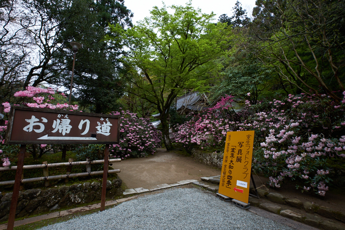 室生寺,石楠花(DSCF6153,F9,10.5mm)2014yaotomi_.jpg