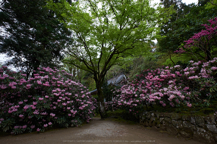 室生寺,石楠花(DSCF6157,F9,10mm)2014yaotomi_.jpg