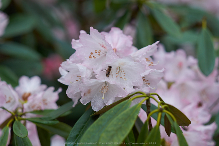 室生寺,石楠花(DSCF6177,F2.5,56mm)2014yaotomi_.jpg