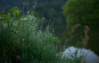 室生湖,新緑(P1040215,F1.7)2014yaotomi_.jpg