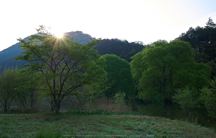 室生湖,新緑(P1040242,F6.3)2014yaotomi_.jpg