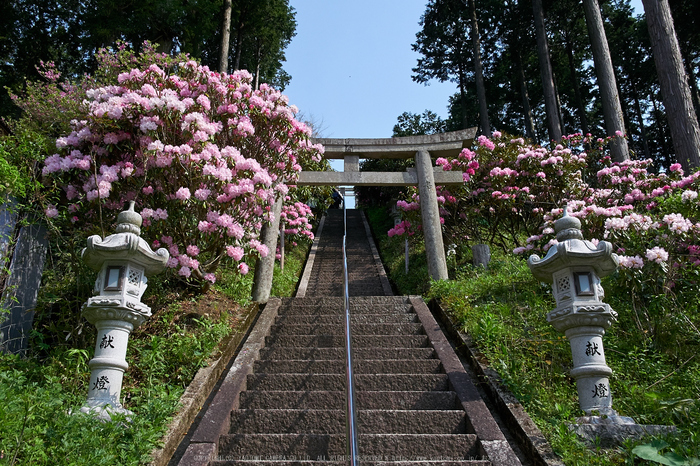 弁財天石楠花の丘(P1040378,F6.3)2014yaotomi_.jpg