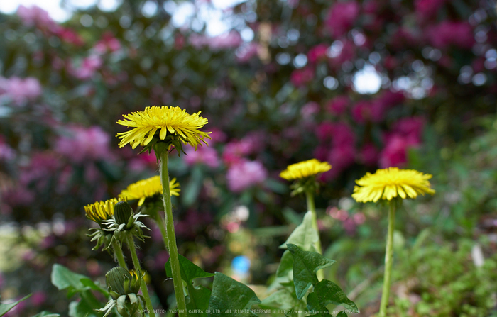 弁財天石楠花の丘(P1040464,F2.8)2014yaotomi_.jpg