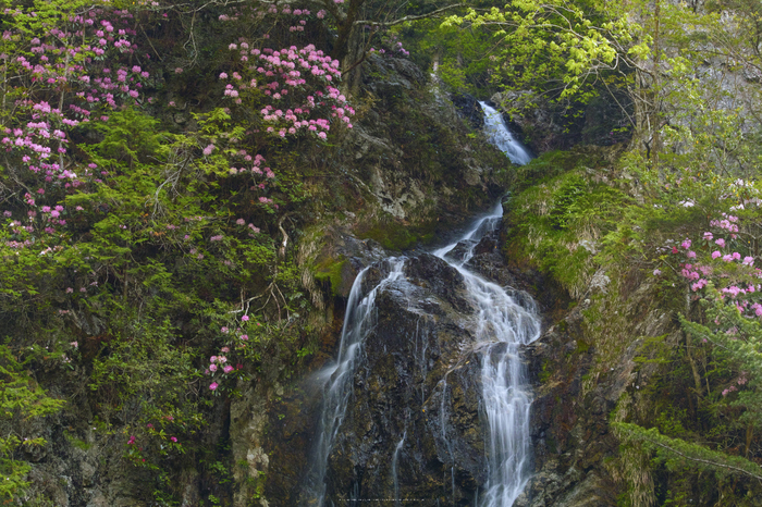 御船の滝,石楠花(SDIM0388,70mm,F14)2014yaotomi_.jpg