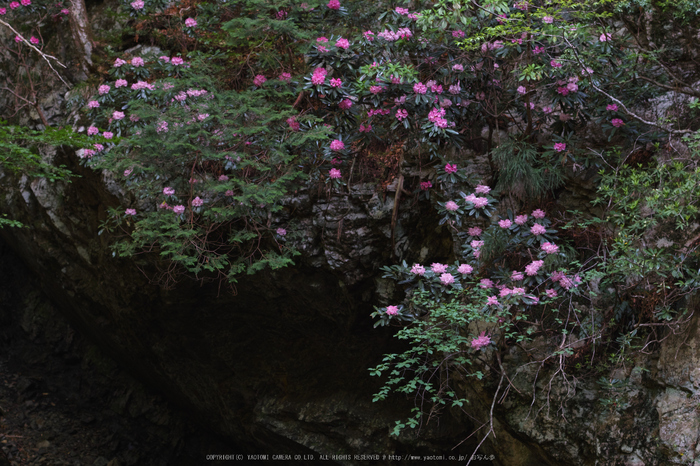 御船の滝,石楠花(SDIM0411,80mm,F3.5)2014yaotomi_.jpg