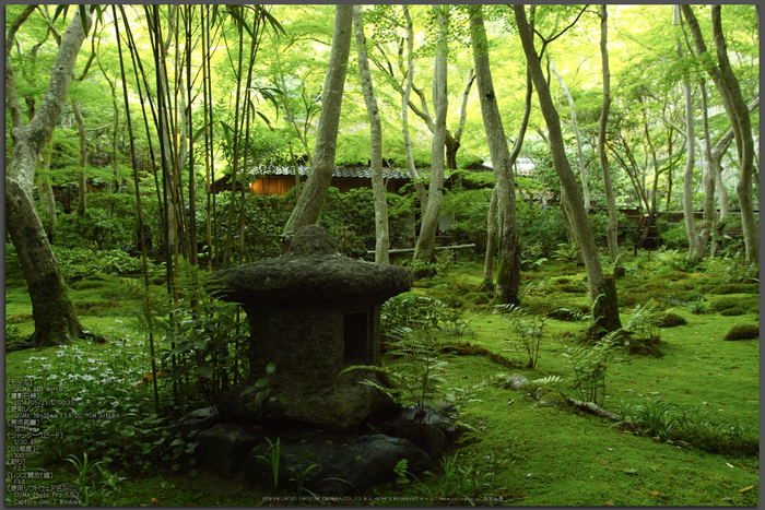 祇王寺・新緑(SDIM0466,F3.2)2014yaotomi_top.jpg