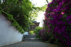 長岳寺,つつじ(P1120476,12mm,F6,3)2014yaotomi_.jpg