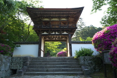 長岳寺,つつじ(P1120477,12mm,F6,3)2014yaotomi_.jpg