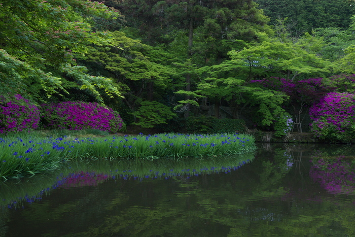 長岳寺,つつじ(P1120484,19mm,F5,6)2014yaotomi_.jpg