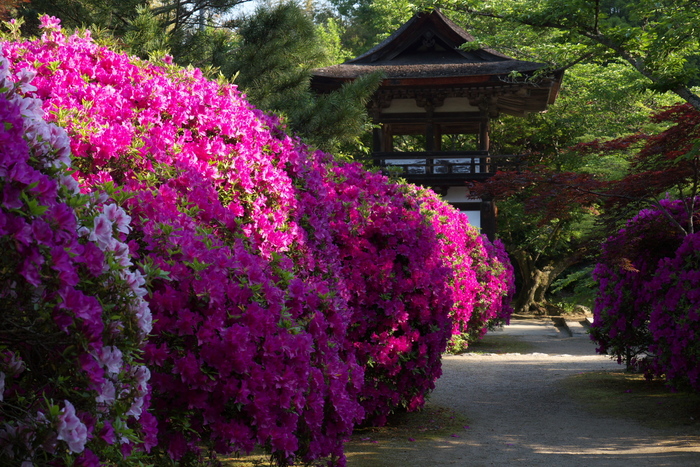 長岳寺,つつじ(P1120539,35mm,F5,6)2014yaotomi_.jpg