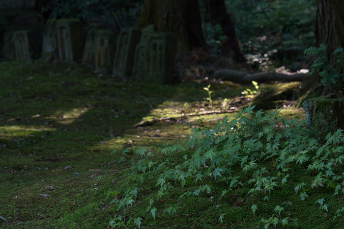 長岳寺,つつじ(P1120571,68mm,F7,1)2014yaotomi_.jpg
