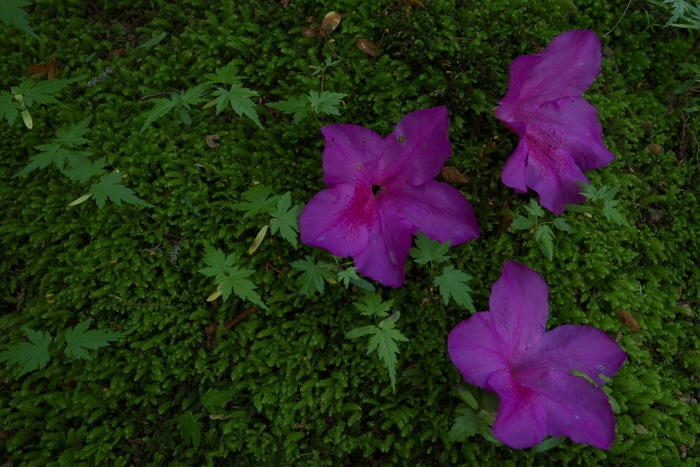 長岳寺,つつじ(P1120586,15mm,F4,0)2014yaotomi_.jpg