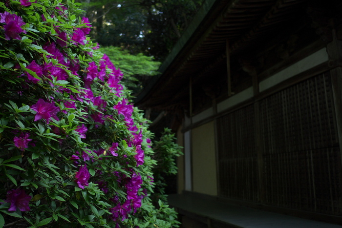 長岳寺,つつじ(P1120596,15mm,F1,7)2014yaotomi_.jpg