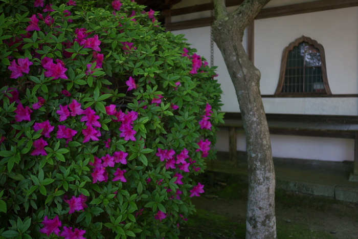 長岳寺,つつじ(P1120599,15mm,F1,7)2014yaotomi_.jpg