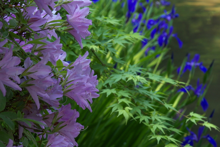 長岳寺,つつじ(P1120633,100mm,F11)2014yaotomi_.jpg