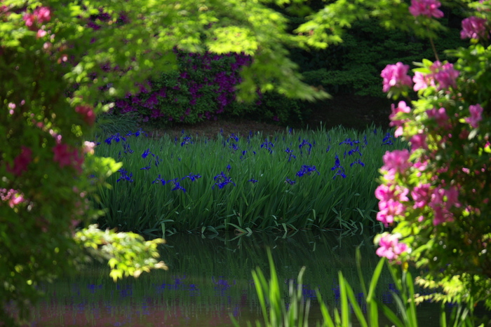 長岳寺,つつじ(P1120645,93mm,F2,8)2014yaotomi_.jpg