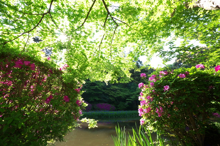 長岳寺,つつじ(P1120654,7,0mm,F13)2014yaotomi_.jpg