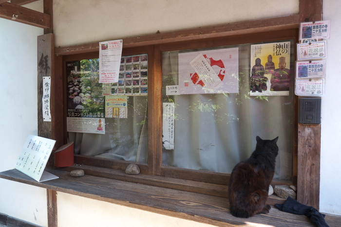 長岳寺,つつじ(P1120676,12mm,F3,5)2014yaotomi_.jpg