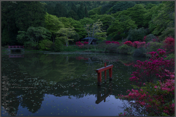 鳥見山,つつじ(P1120328,12mm,F5,5)2014yaotomi_Top.jpg