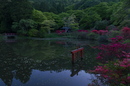 鳥見山,つつじ(P1120328,12mm,F5,5,FULL)2014yaotomi_.jpg