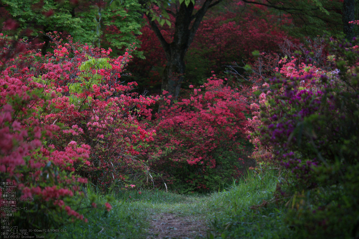 鳥見山,つつじ(P1120353,75mm,F2,8)2014yaotomi_s.jpg