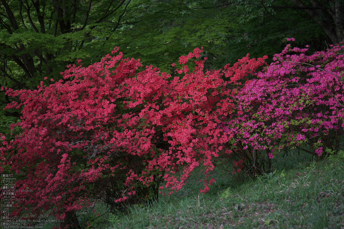 鳥見山,つつじ(P1120360,45mm,F2,8)2014yaotomi_s.jpg