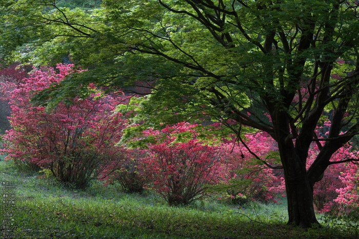 鳥見山,つつじ(P1120377,72mm,F5,6)2014yaotomi_s.jpg