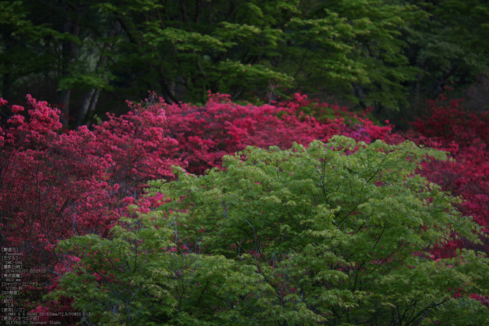 鳥見山,つつじ(P1120380,89mm,F2,8)2014yaotomi_s.jpg