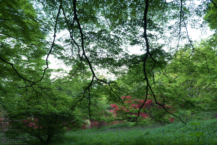 鳥見山,つつじ(P1120395,12mm,F7,1)2014yaotomi_s.jpg