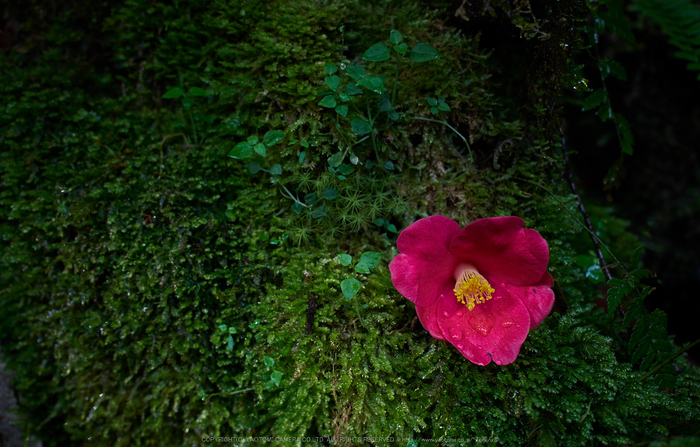 龍鎮滝,新緑(P1040350,F2.2)2014yaotomi_.jpg