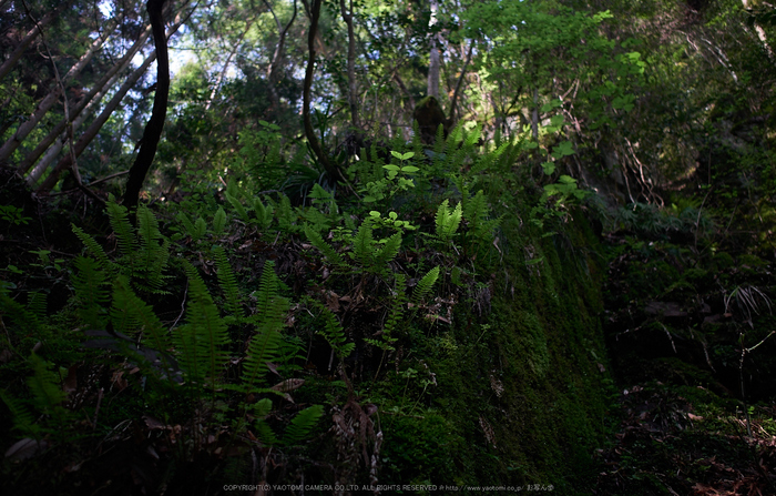 龍鎮滝,新緑(P1040369,F1.7)2014yaotomi_.jpg