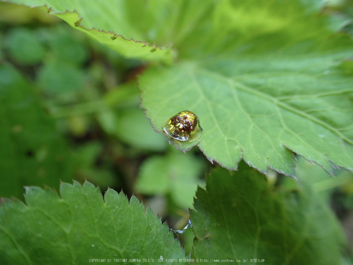 OLYMPUS,TG3(P5240266_東吉野,月うさぎ)2014yaotomi_.jpg