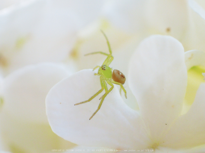 OLYMPUS,TG3(P5240368_東吉野,月うさぎ)2014yaotomi_.jpg