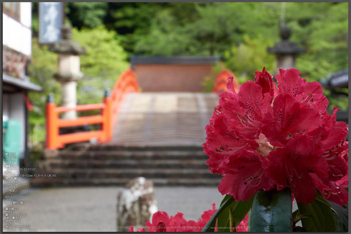 室生寺 石楠花（しゃくなげ） 2014年 （前編） ／ FUJIFILM X-T1 with