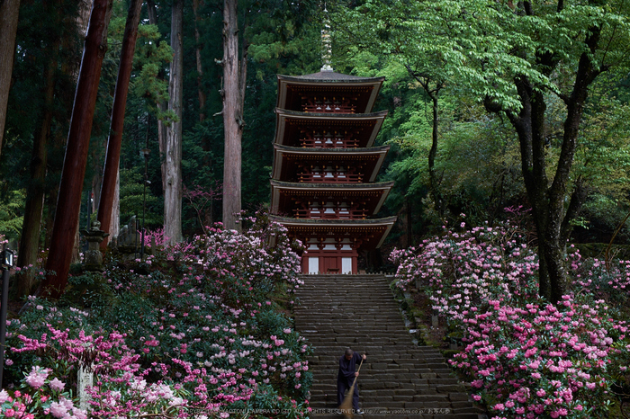 室生寺 石楠花（しゃくなげ） 2014年 （後編） ／ FUJIFILM X-T1