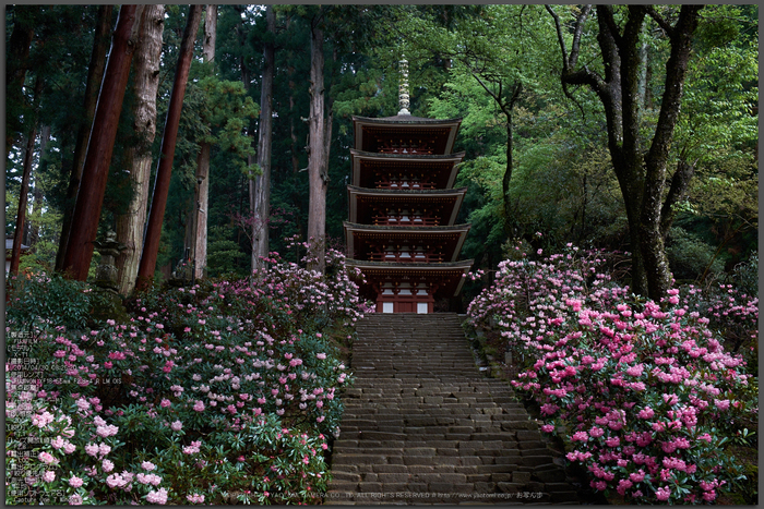 室生寺 石楠花（しゃくなげ） 2014年 （後編） ／ FUJIFILM X-T1