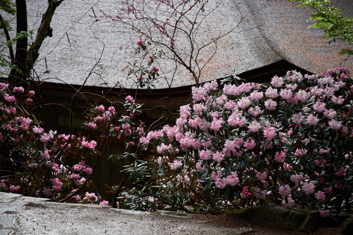 室生寺 石楠花（しゃくなげ） 2014年 （後編） ／ FUJIFILM X-T1