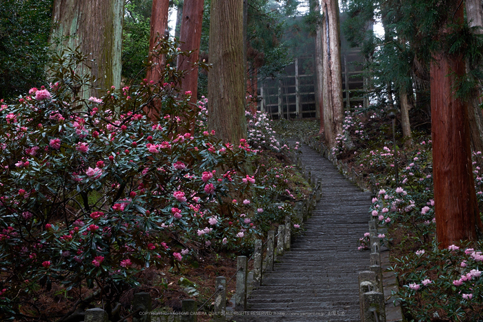 石楠花ページです♡ 宝幢寺：石楠花。けっこうツツジにちかい品種ですね- 志木市