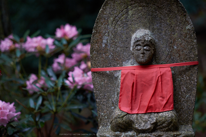 石楠花ページです♡ 室生寺 石楠花（しゃくなげ） 2014年 （後編） ／ FUJIFILM X-T1