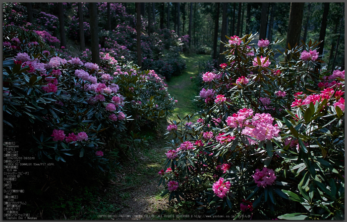 弁財天石楠花の丘 しゃくなげ 2014 ／ LEICA DG SUMMILUX 15mm/F1.7