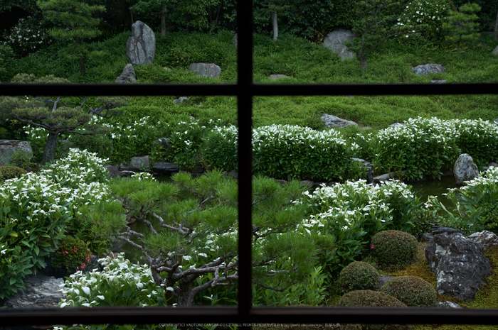 両足院,半夏生(PK3_9274,35mm,F3.5)2014yaotomi_.jpg