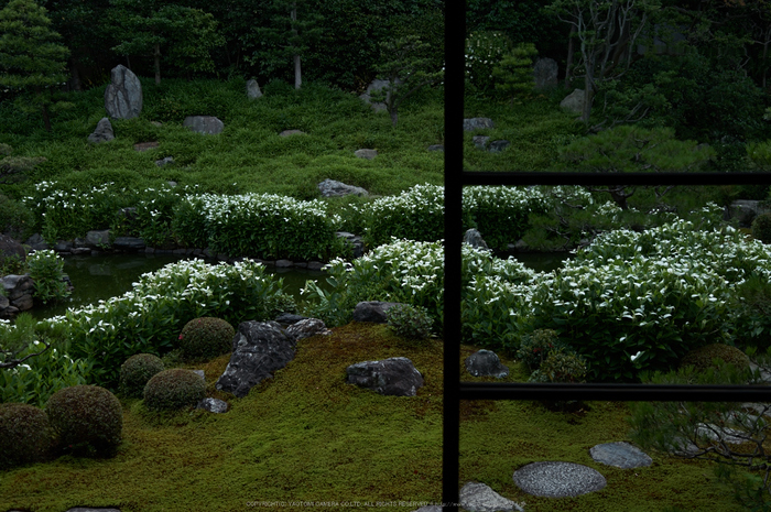 両足院,半夏生(PK3_9292,28mm,F3.2)2014yaotomi_.jpg