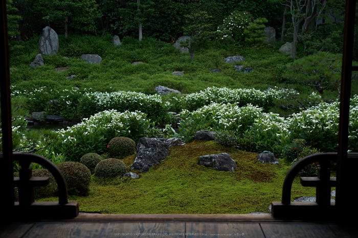 両足院,半夏生(PK3_9298,35mm,F3.2)2014yaotomi_.jpg