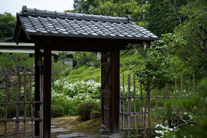 両足院,半夏生(PK3_9312,32mm,F1.8)2014yaotomi_.jpg